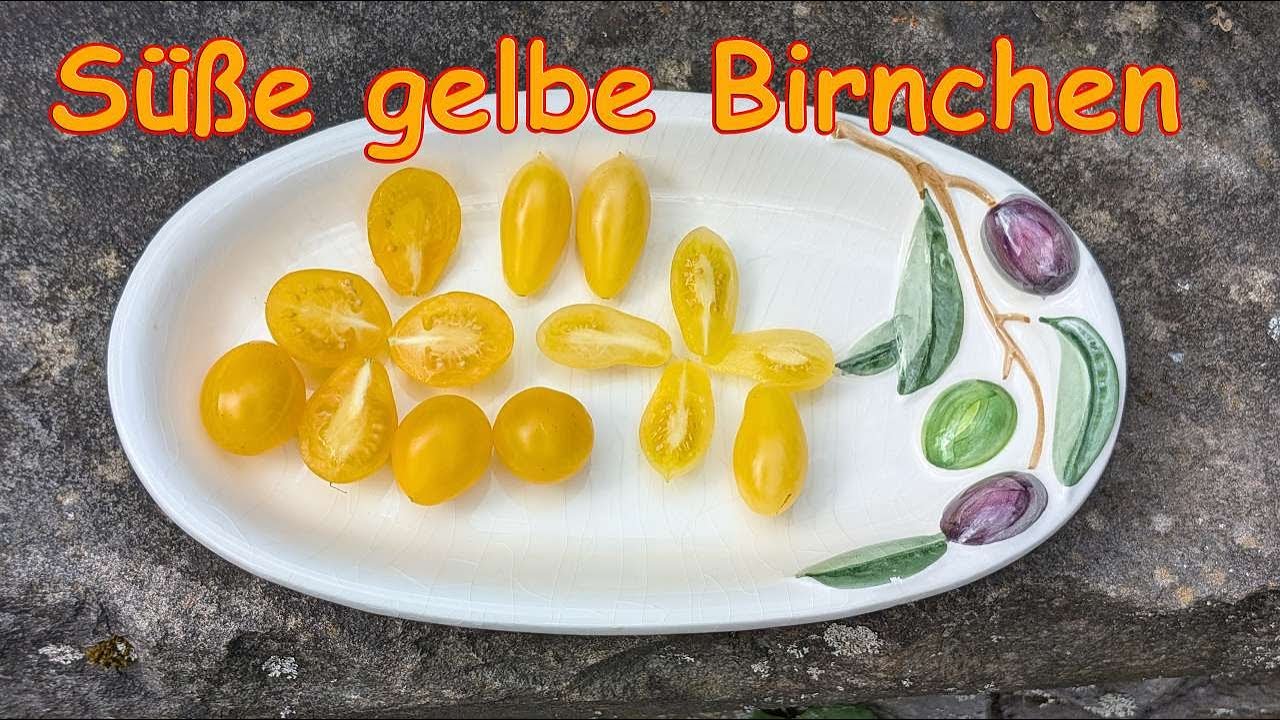 Tomatensorten Vorstellungen 05 - Solotaja Kaplja & Ivery Tears - Süße  gelbe Birnchen