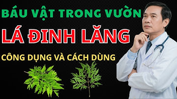 Lá đinh lăng — báu vật vườn nhà công dụng thật sự và cách dùng an toàn