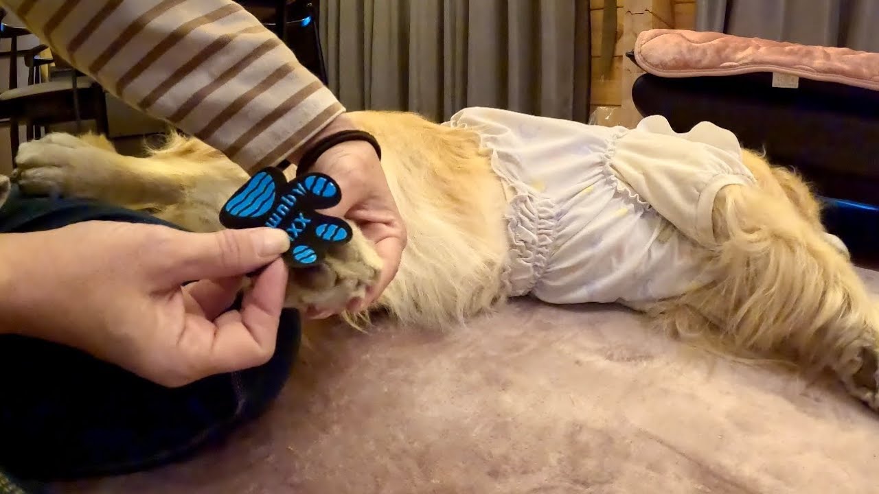 【やっぱり旅に出ます4】肉球シール考えた人本当に凄い