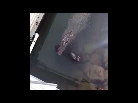 Crocodile Swims Calmly (Warning - Upsetting) || ViralHog