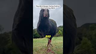 This Bird Keeps Going Extinct and Coming Back