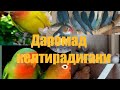 ЭНГ КУП ФОЙДА БЕРАДИГАН (Тез купаядиган кушлар)