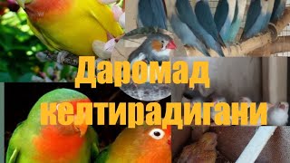 ЭНГ КУП ФОЙДА БЕРАДИГАН (Тез купаядиган кушлар)