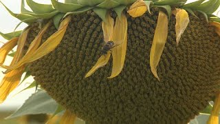 Пчела без пищи - улей без меда - YouTube
