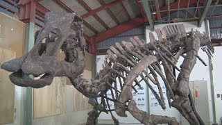 「むかわ竜」立ち上がる 北海道、化石基に復元