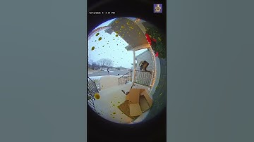 Drievoudige mislukte poging tot veranda-inbraak 😂🎨 (Vastgelegd met Ring-camera)