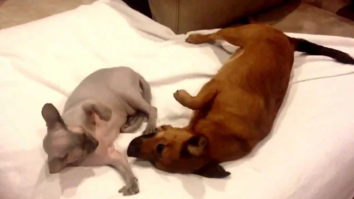 Watch the video about Slap to the face! Our Sphynx Owns this dog's face... The slap heard around the world!