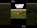العزوه