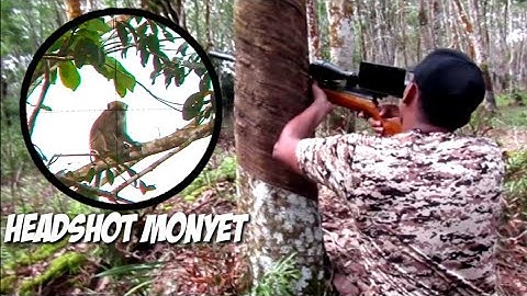 Berburu hama monyet yang meresahkan petani karet