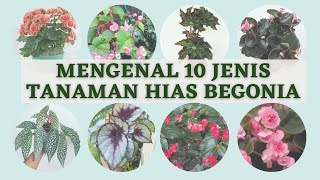 10 Jenis Tanaman Hias Begonia