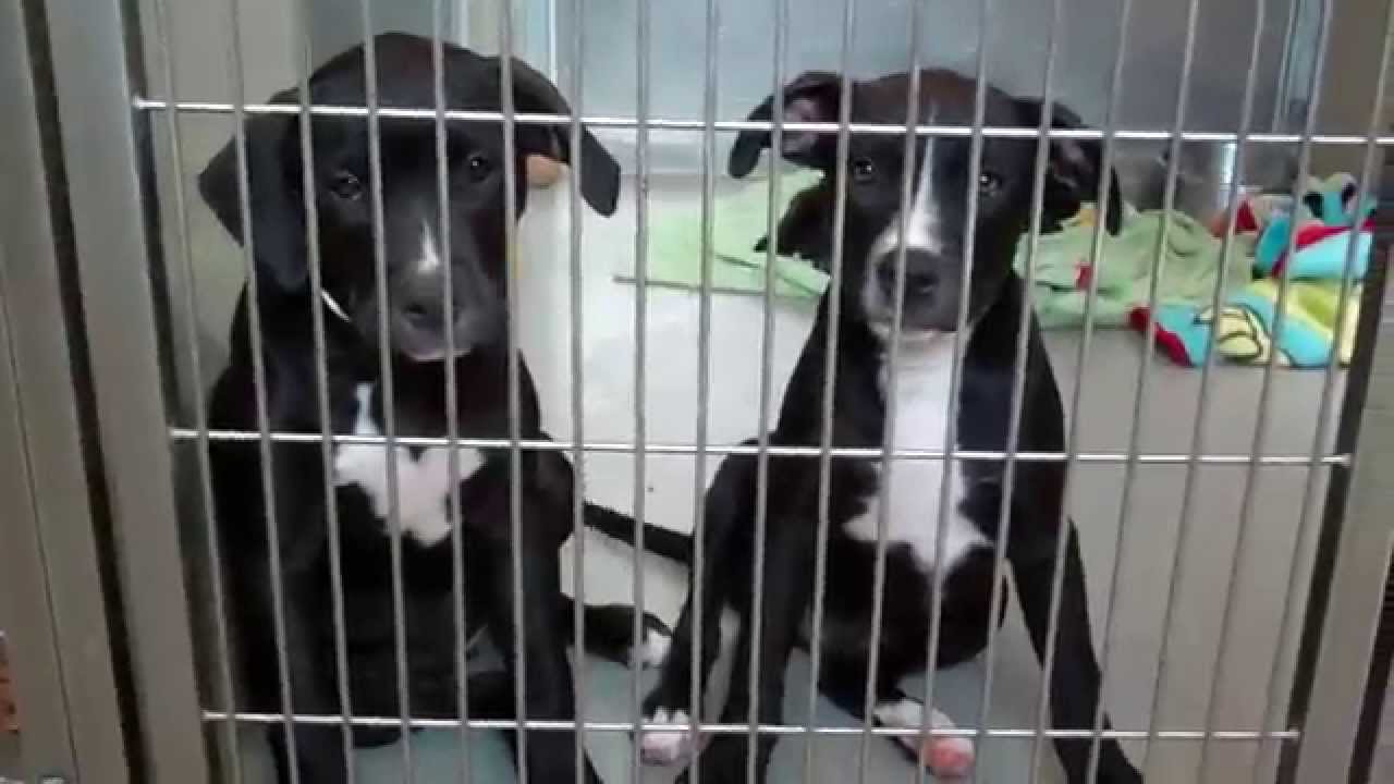 3 Four-Month-Old Pit/Lab Mix Puppies (#231682, 231683, 231684) - Youtube