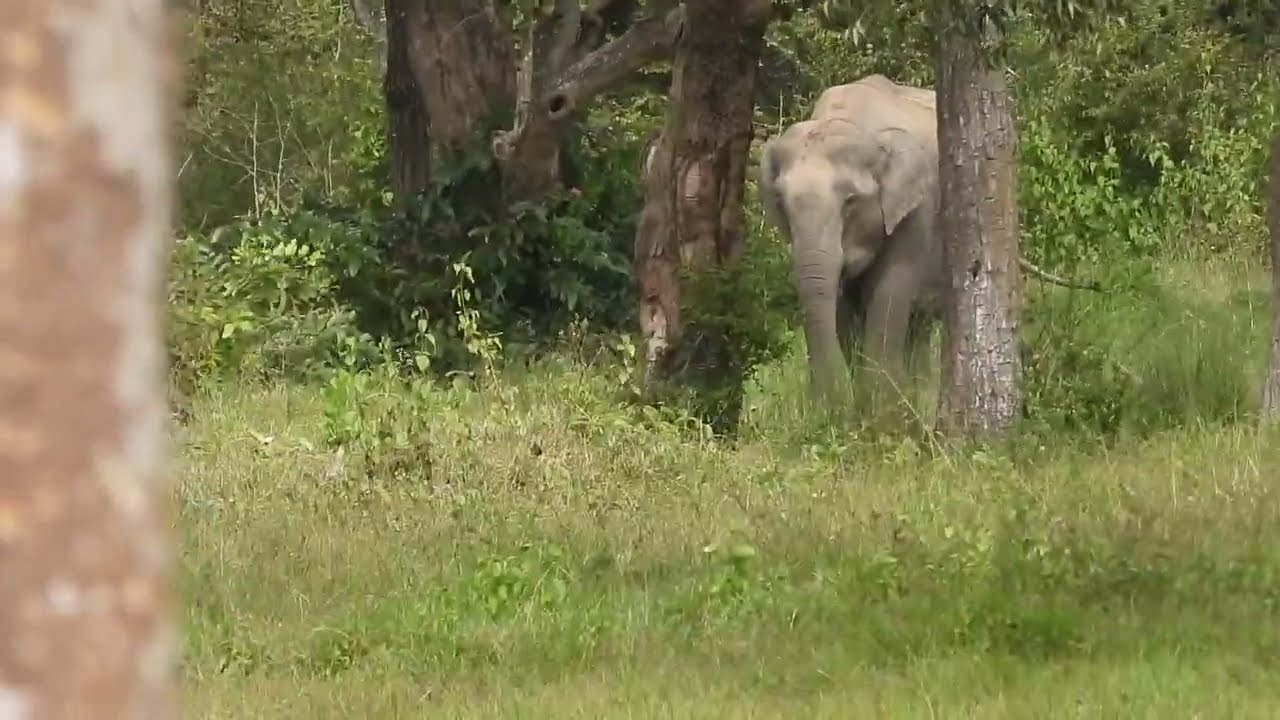 Lone wild elephant deep in the jungle.