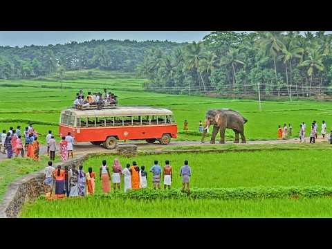 "ആനയെ തളയ്‌ക്കെടാ പാപ്പാനെ.." |  Mukesh Malayalam Movie  | 🎬 Mannadiar Penninu Chenkotta Checkan