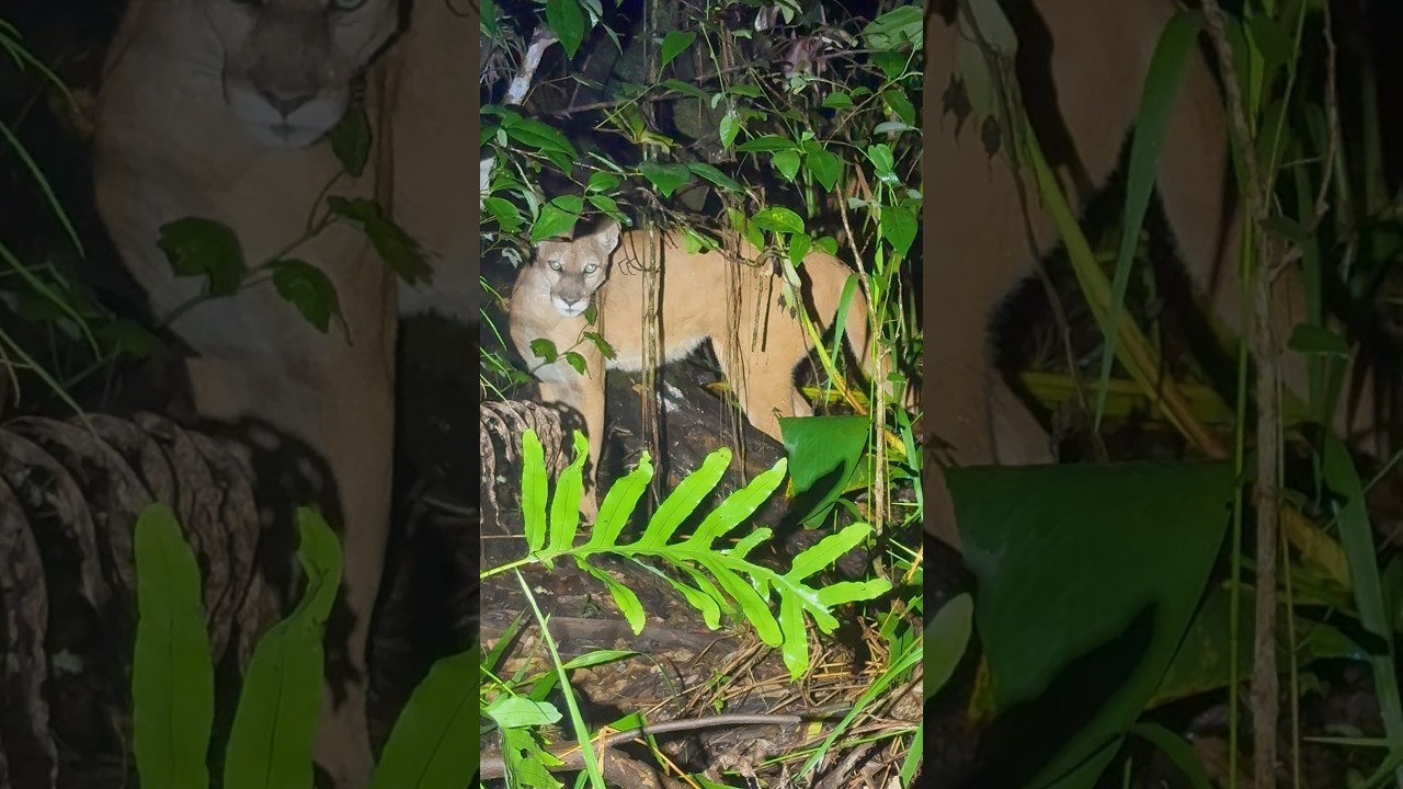 Лучшие приключения во Флориде в 2025 году 