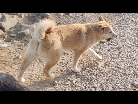 나라 새로운 가족으로ᆢ