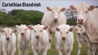 400 cattle breeds in the World.... all cow breeds || a 2 z cattle breedd