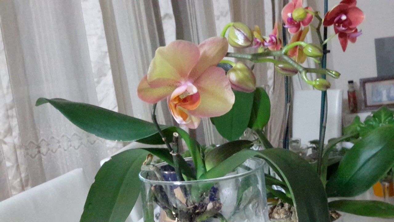 Semi Water ile Çiçek Açan Orkidemiz