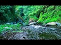 Restorative Forest Stream With Gentle Atmosphere For Mood Boost All Night Sleep Soothing The Soul mp3