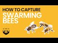 How to Capture A Swarm of Bees