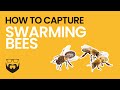 How to Capture A Swarm of Bees