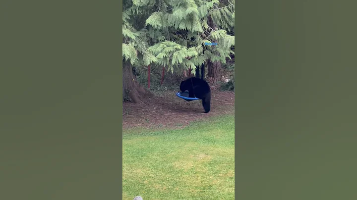 Momma Bear loves the swing! #algorithm #bear #bears #cute #fyp #mommabear #mom #swing