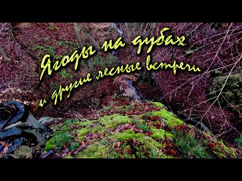 Ягоды на дубах и другие лесные встречи