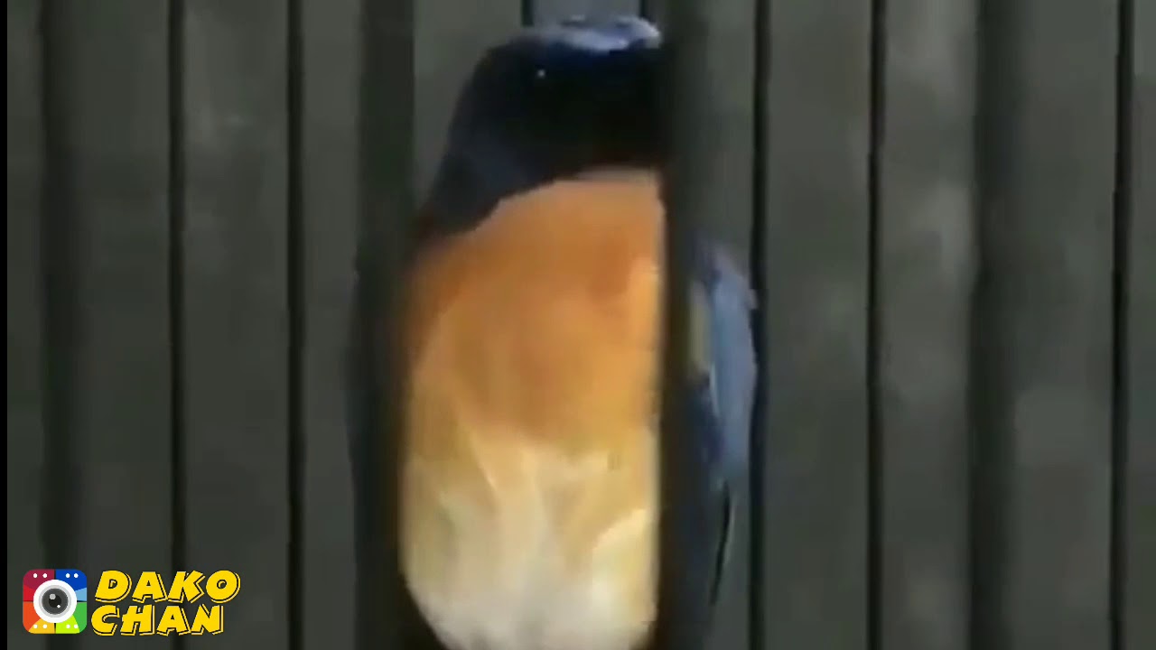 TLEDEKAN GUNUNG NYULING PANJANG COCOK BUAT PANCINGAN BURUNG BAHAN