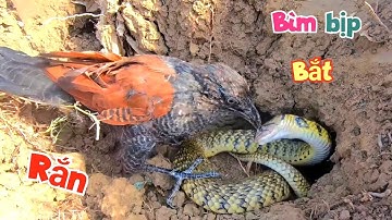Tổng Hợp Những Pha Chạm Trán Kinh Điển Của Bìm Bịp Và Rắn Đồng / Quế Nghịch