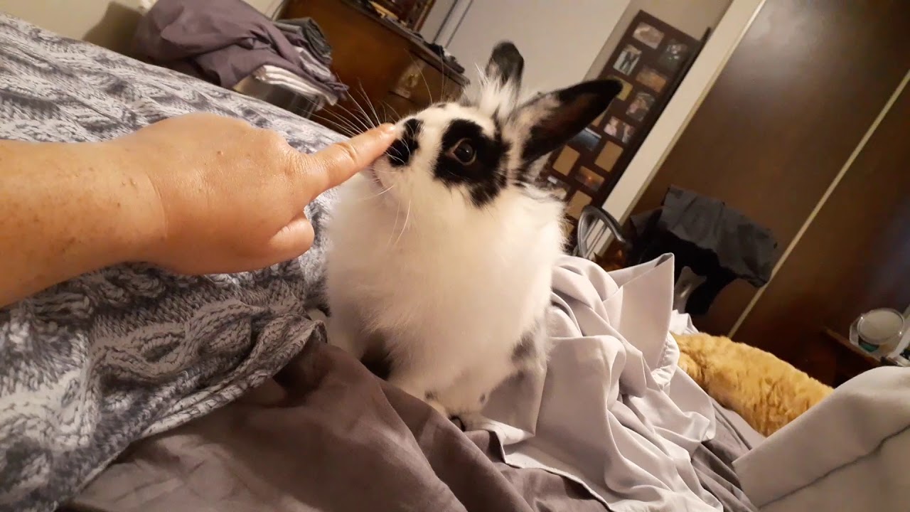 Misbehaving bunny on my bed YouTube