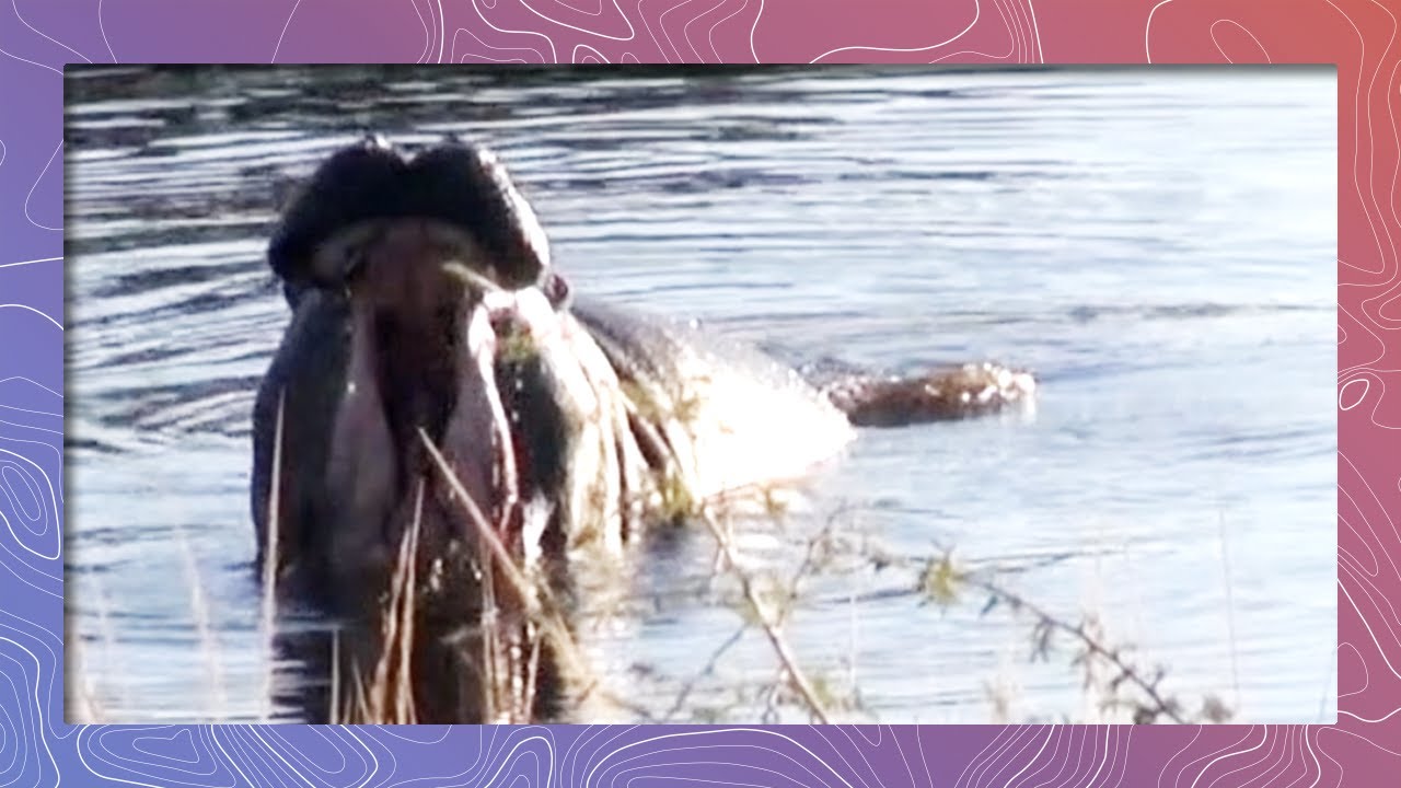 save the world Hippos Display Their Tusks in South Africa (Wildlife and Nature 2018)