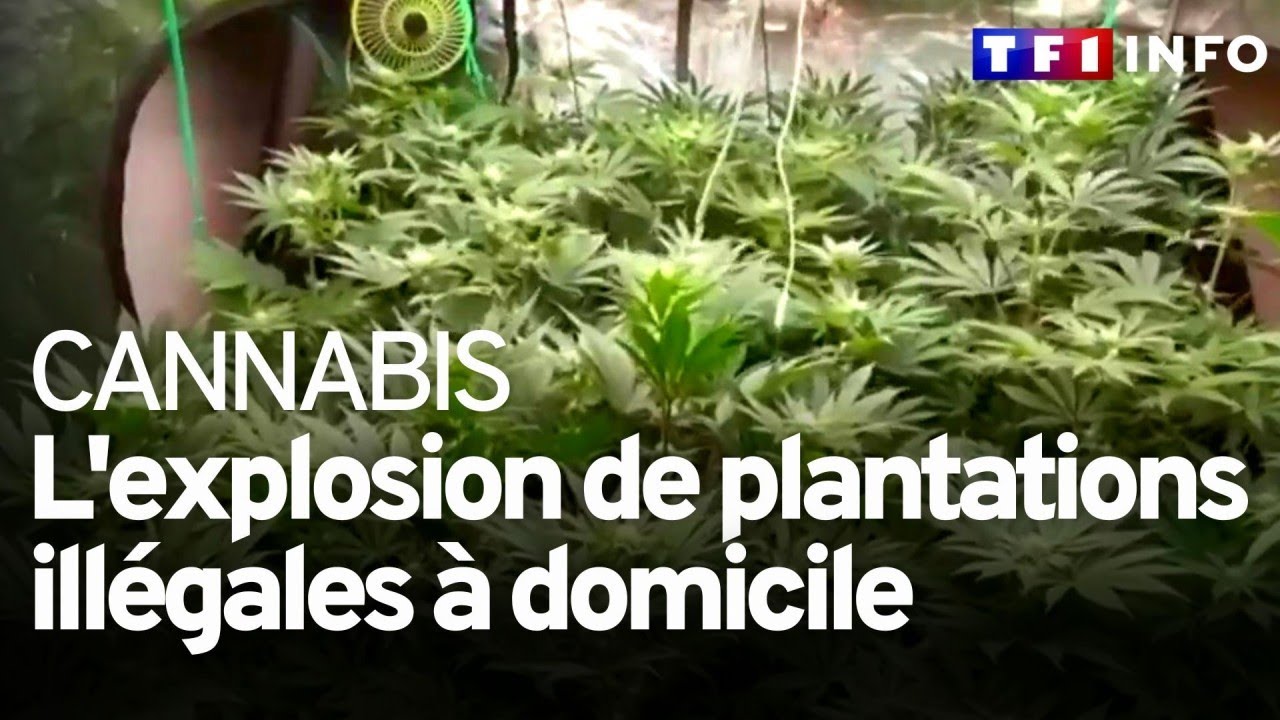 Cannabis  lexplosion de plantations illgales  domicile