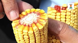 Kws Diamiro Ile Standartları Yükseltin, Verimde Zirveye Yerleşin