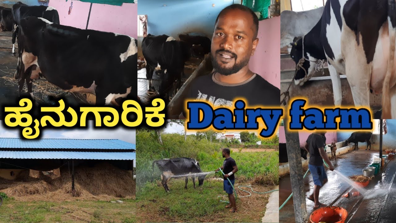 ಹೈನುಗಾರಿಕೆಯಿಂದ ಉತ್ತಮ ಆಧಾಯ/complete guide to dairy farm business in india /dairy farming in kannada