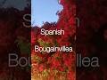 Spanish Bougainvillea #worldwide #travel #lifesenses #malaga #spain #bougainvillea #flora #blooming