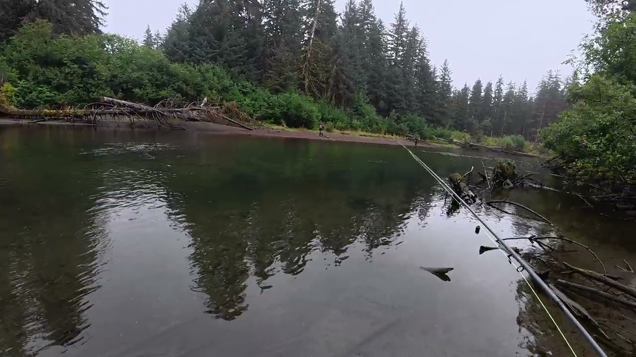 Hundreds of Coho's running up the Situk River Yakutat, AK