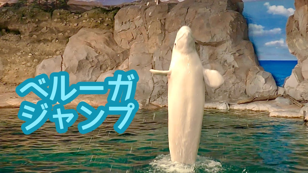 ベルーガ 垂直ジャンプです【名古屋港水族館】Beluga Port of Nagoya