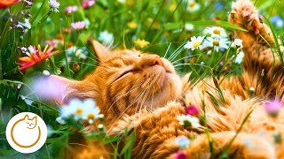 Soothing Music for Cats: Lullabies for Relaxation and Sleep