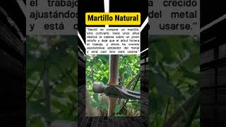 Martillo Impresionante  shorts datoscurisos curiosidades viral