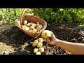 Panen Kentang Organik jenis "New potatoes" (3 bulan bisa panen) || Berkebun di Inggris ||