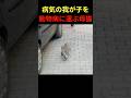 【奇跡の実話】子猫をくわえた母猫が向かった場所。トルコで起きた愛と信頼の物語。