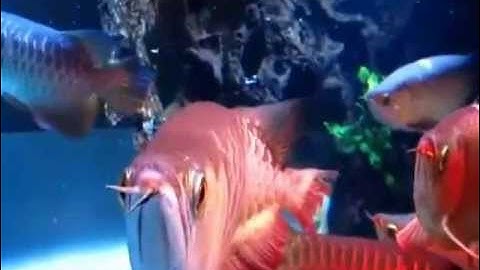 Cá Rồng Huyết Long Nuôi Chung Không Đánh Nhau