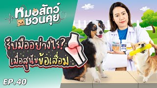 รับมืออย่างไร เมื่อสุนัขข้อเสื่อม | หมอสัตว์ชวนคุย EP40 by OSDCO Official 30 views 4 months ago 4 minutes, 39 seconds