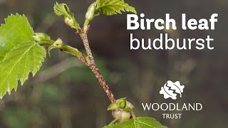 Birch leaf budding Timelapse | Woodland Trust