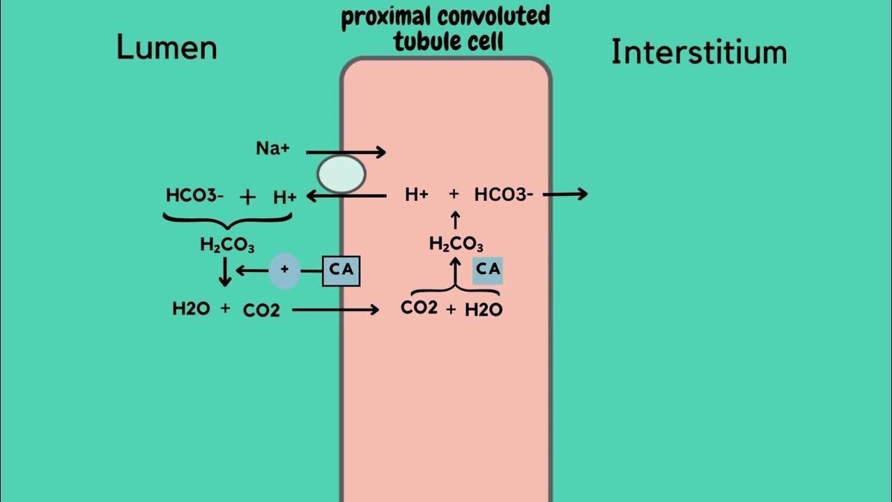 Carbonic Anhydrase. Its Preparation And Properties