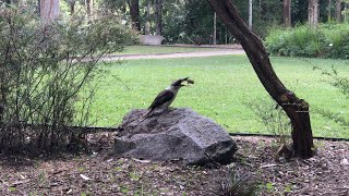 Kookaburra eating a meaty snack! by Oztralien 127 views 3 years ago 45 seconds