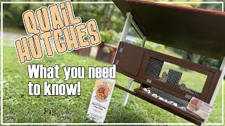 Quail Hutches: what you need to know!