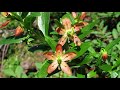 Copperbush  elliottia pyroliflora identification and characteristics