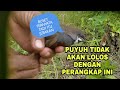 JEBAKAN PUYUH TER UNIK DI DUNIA | the most unique quail trap in the world