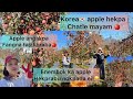 Korea apple farm da apple hekpa chatle mayamkorea se apple na lei douna satle 