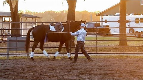 Activating Self Carriage - Creating Engagement in the Hindquarters